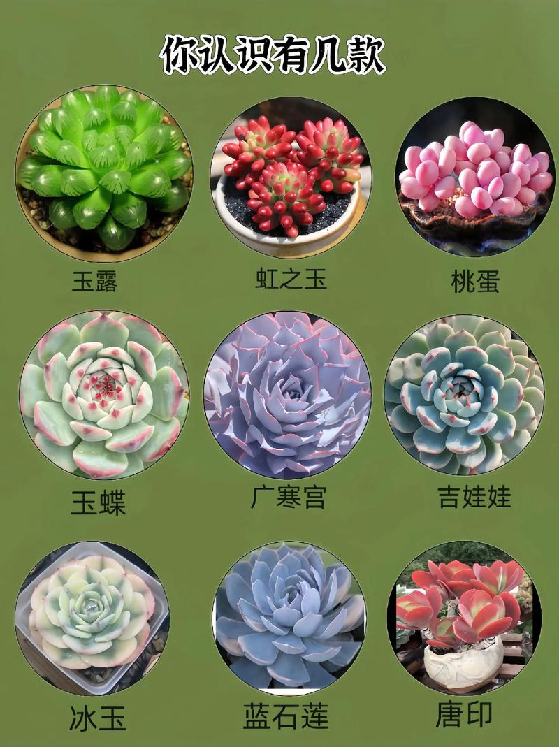 知道吗？你养的那些多肉，有些是能吃的！，多肉能吃吗怎么吃