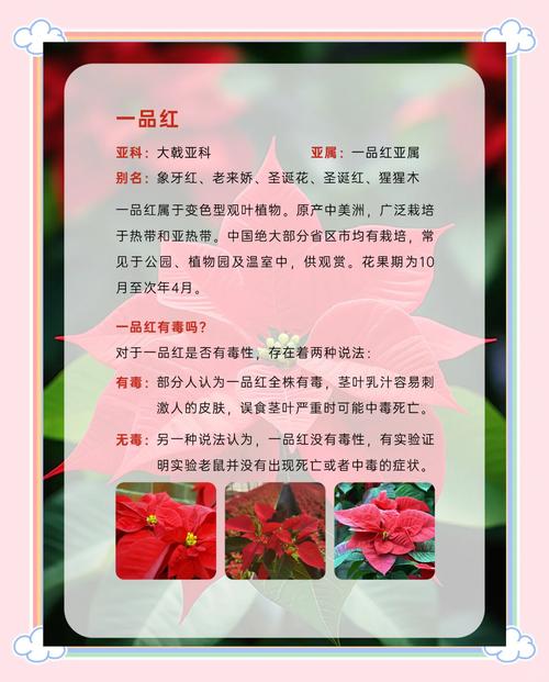 圣诞花有毒吗，养殖方法是什么，圣诞花有毒吗,养殖方法是什么呢？-第1张图片-优品飞百科