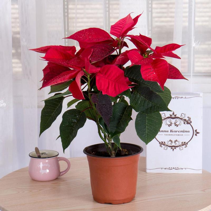 圣诞花有毒吗，养殖方法是什么，圣诞花有毒吗,养殖方法是什么呢？-第3张图片-优品飞百科