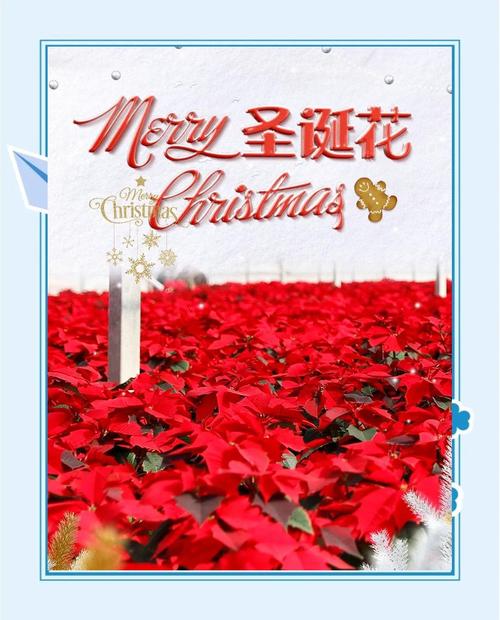 圣诞花有毒吗，养殖方法是什么，圣诞花有毒吗,养殖方法是什么呢？-第4张图片-优品飞百科