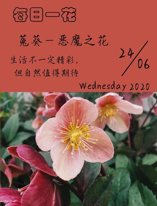 圣诞花有毒吗，养殖方法是什么，圣诞花有毒吗,养殖方法是什么呢？-第5张图片-优品飞百科