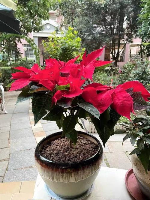 圣诞花有毒吗，养殖方法是什么，圣诞花有毒吗,养殖方法是什么呢？-第7张图片-优品飞百科