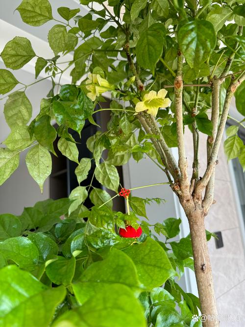 橡树的花语和文化含义，橡树 含义？