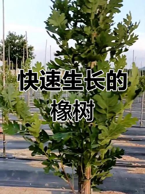 橡树的花语和文化含义，橡树 含义？-第2张图片-优品飞百科