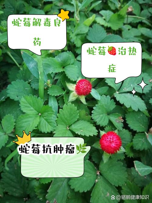 蛇莓能吃吗,有什么功效与作用,蛇莓有什么用途-第1张图片-优品飞百科 蛇莓能吃吗,有什么功效与作用,蛇莓有什么用途-第1张图片-优品飞百科