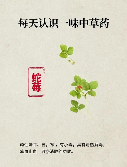 蛇莓能吃吗,有什么功效与作用,蛇莓有什么用途-第2张图片-优品飞百科 蛇莓能吃吗,有什么功效与作用,蛇莓有什么用途-第2张图片-优品飞百科