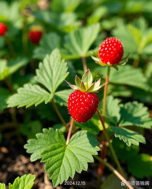 蛇莓能吃吗,有什么功效与作用,蛇莓有什么用途-第3张图片-优品飞百科 蛇莓能吃吗,有什么功效与作用,蛇莓有什么用途-第3张图片-优品飞百科