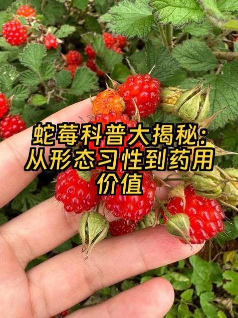 蛇莓能吃吗,有什么功效与作用,蛇莓有什么用途-第4张图片-优品飞百科 蛇莓能吃吗,有什么功效与作用,蛇莓有什么用途-第4张图片-优品飞百科