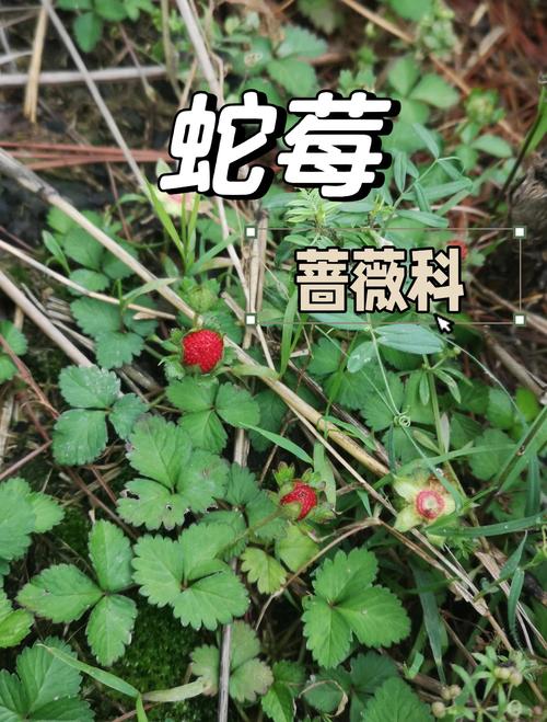 蛇莓能吃吗,有什么功效与作用,蛇莓有什么用途-第5张图片-优品飞百科 蛇莓能吃吗,有什么功效与作用,蛇莓有什么用途-第5张图片-优品飞百科