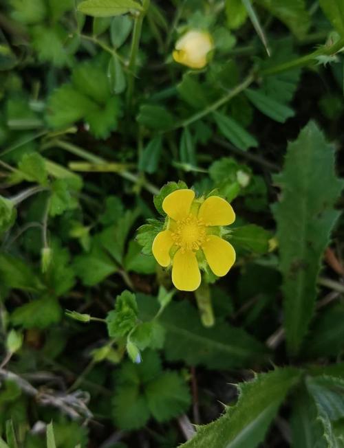 蛇莓能吃吗,有什么功效与作用,蛇莓有什么用途-第6张图片-优品飞百科 蛇莓能吃吗,有什么功效与作用,蛇莓有什么用途-第6张图片-优品飞百科