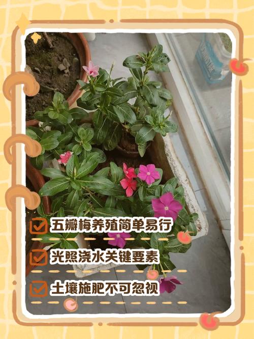 五瓣梅在室内养有毒吗，五瓣梅能放卧室吗？-第3张图片-优品飞百科