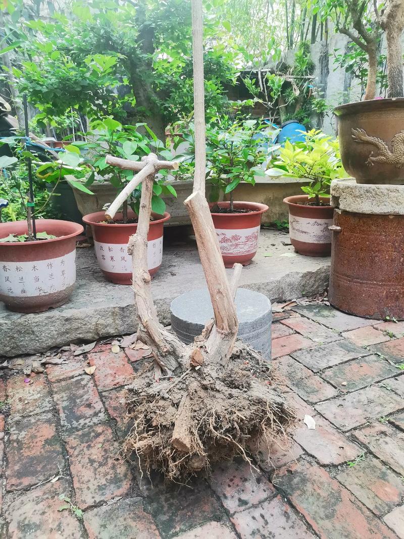 五瓣梅在室内养有毒吗，五瓣梅能放卧室吗？-第4张图片-优品飞百科