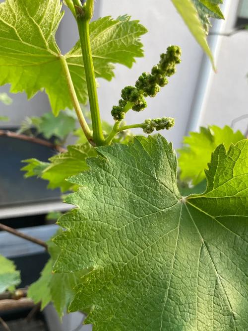 五瓣梅在室内养有毒吗，五瓣梅能放卧室吗？-第5张图片-优品飞百科