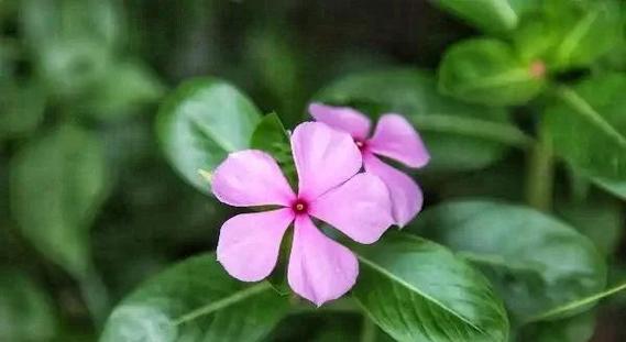 五瓣梅在室内养有毒吗，五瓣梅能放卧室吗？-第6张图片-优品飞百科