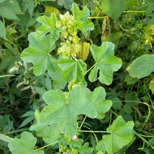 葵菜的主要价值？葵菜的主要价值是什么？-第1张图片-优品飞百科