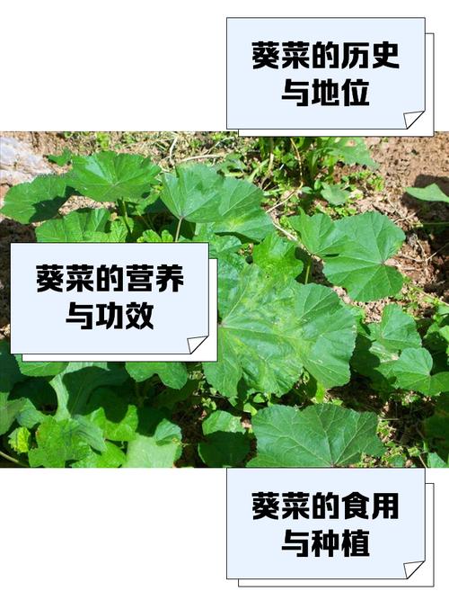 葵菜的主要价值？葵菜的主要价值是什么？-第2张图片-优品飞百科