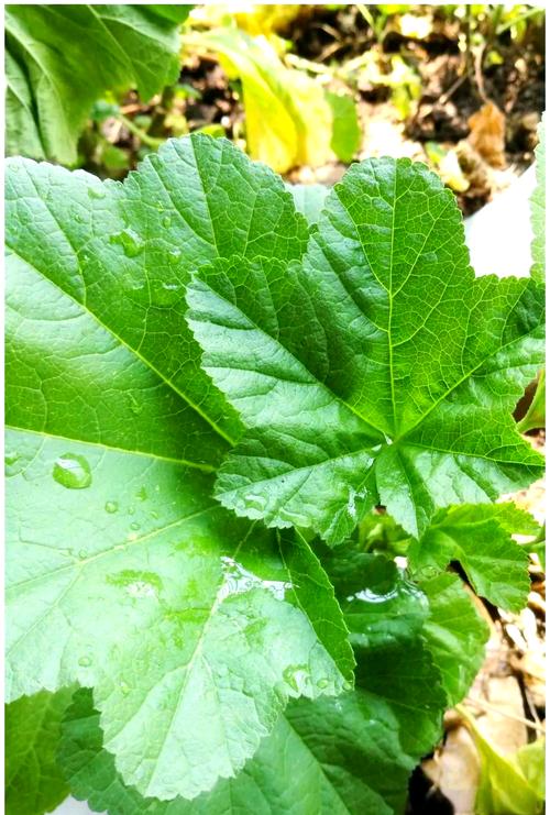 葵菜的主要价值？葵菜的主要价值是什么？-第6张图片-优品飞百科