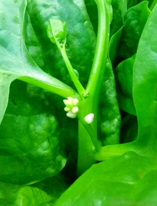 葵菜的主要价值？葵菜的主要价值是什么？-第7张图片-优品飞百科