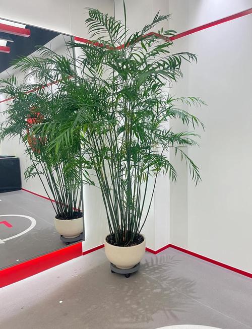 夏威夷椰子和袖珍椰子的区别，袖珍椰子和夏威夷竹？-第1张图片-优品飞百科