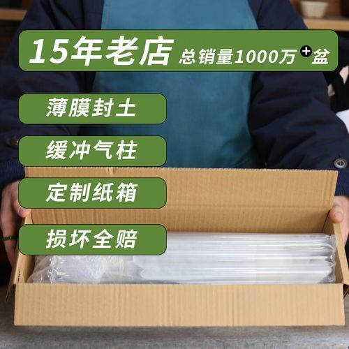 夏威夷椰子和袖珍椰子的区别，袖珍椰子和夏威夷竹？-第2张图片-优品飞百科