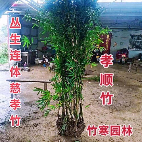 夏威夷椰子和袖珍椰子的区别，袖珍椰子和夏威夷竹？-第3张图片-优品飞百科