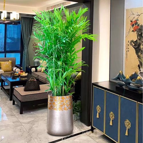 夏威夷椰子和袖珍椰子的区别，袖珍椰子和夏威夷竹？-第4张图片-优品飞百科