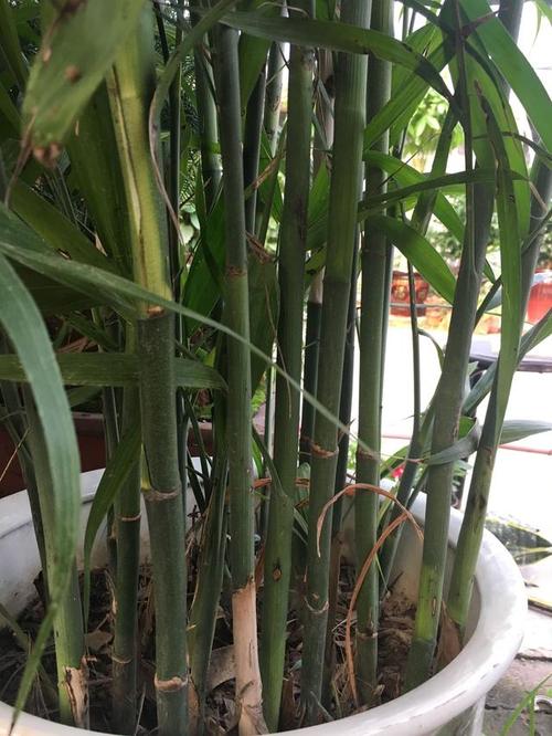 夏威夷椰子和袖珍椰子的区别，袖珍椰子和夏威夷竹？-第5张图片-优品飞百科