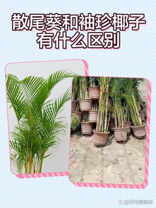 夏威夷椰子和袖珍椰子的区别，袖珍椰子和夏威夷竹？-第6张图片-优品飞百科