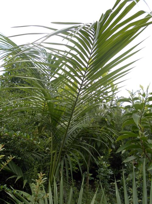 夏威夷椰子和袖珍椰子的区别，袖珍椰子和夏威夷竹？-第7张图片-优品飞百科