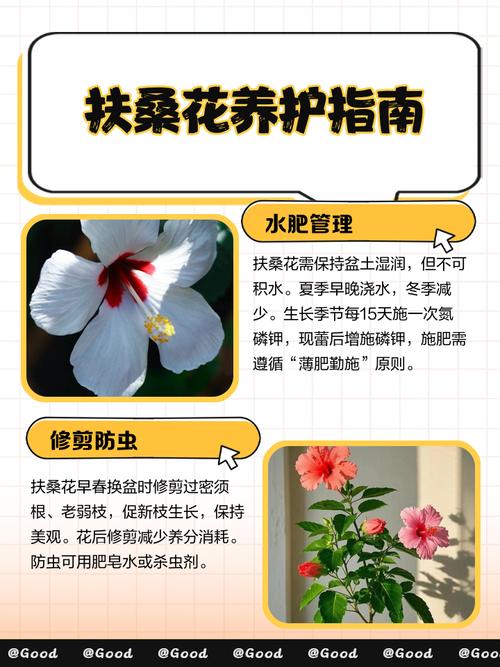 家里可以养扶桑吗，不吉利是否真的？家中适合养扶桑吗？-第1张图片-优品飞百科