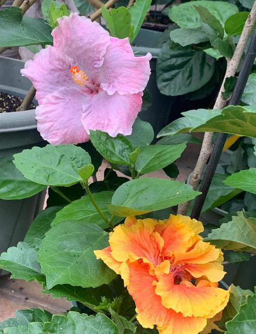 家里可以养扶桑吗，不吉利是否真的？家中适合养扶桑吗？-第2张图片-优品飞百科