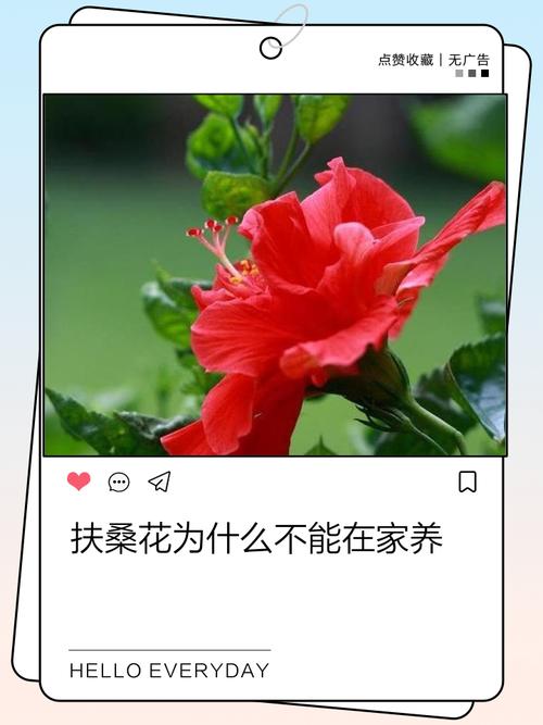 家里可以养扶桑吗，不吉利是否真的？家中适合养扶桑吗？-第3张图片-优品飞百科