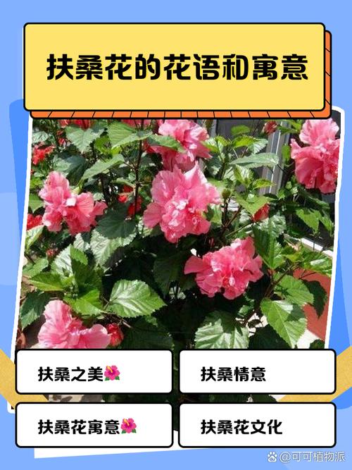 家里可以养扶桑吗，不吉利是否真的？家中适合养扶桑吗？-第5张图片-优品飞百科