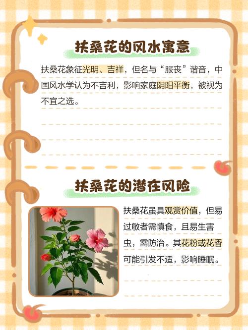 家里可以养扶桑吗，不吉利是否真的？家中适合养扶桑吗？-第6张图片-优品飞百科