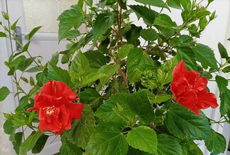 家里可以养扶桑吗，不吉利是否真的？家中适合养扶桑吗？-第7张图片-优品飞百科