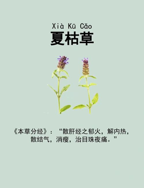 夏枯草的功效与作用，夏枯草的功效与作用能消除结节吗？-第1张图片-优品飞百科