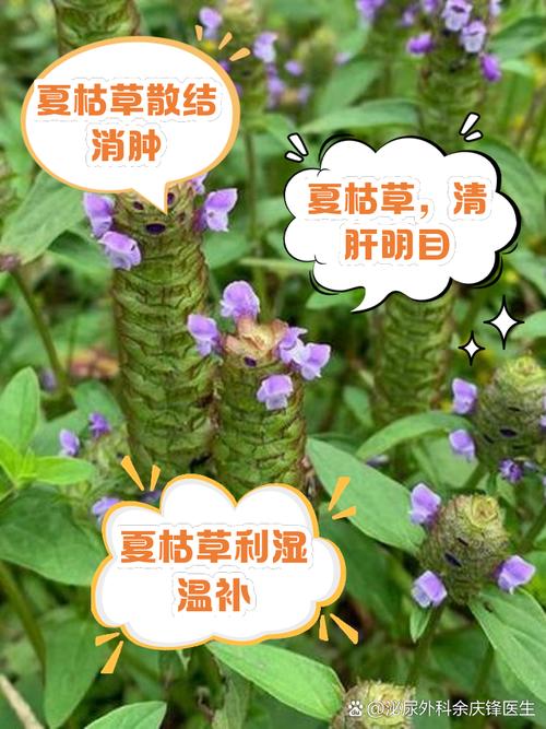 夏枯草的功效与作用，夏枯草的功效与作用能消除结节吗？-第2张图片-优品飞百科