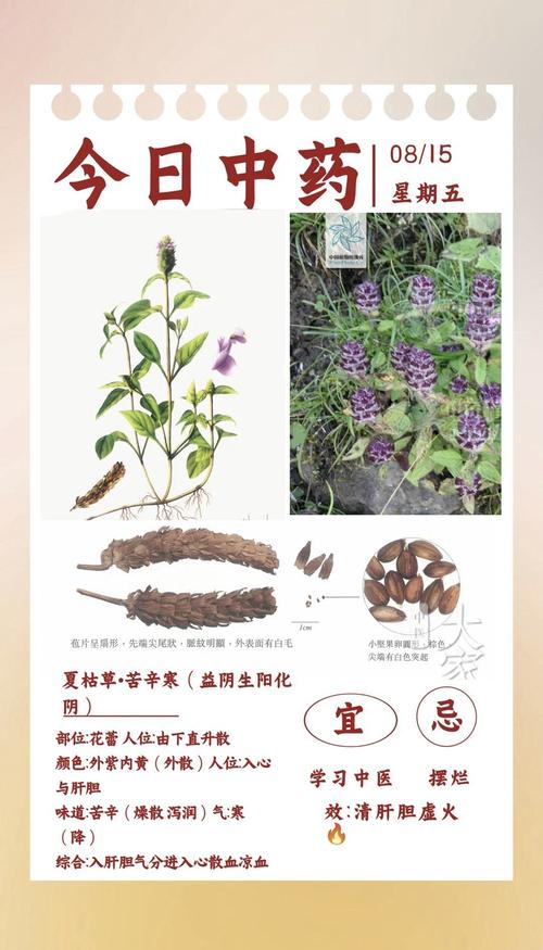 夏枯草的功效与作用，夏枯草的功效与作用能消除结节吗？-第3张图片-优品飞百科