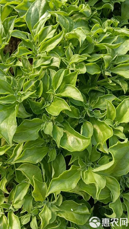 非洲冰草有哪些价值？非洲冰草百度百科？-第2张图片-优品飞百科