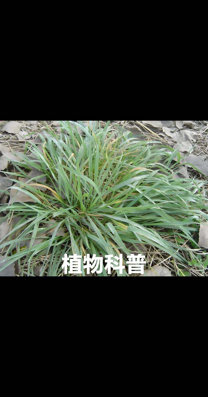 非洲冰草有哪些价值？非洲冰草百度百科？-第3张图片-优品飞百科