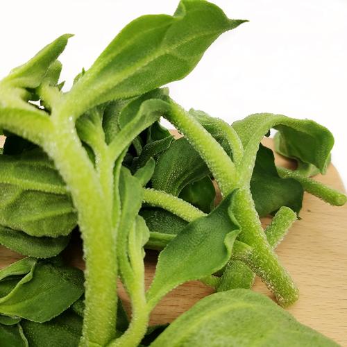 非洲冰草有哪些价值？非洲冰草百度百科？-第5张图片-优品飞百科