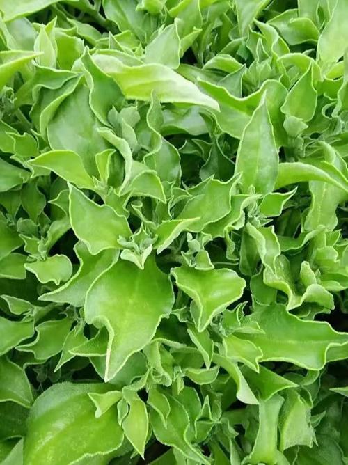 非洲冰草有哪些价值？非洲冰草百度百科？-第6张图片-优品飞百科