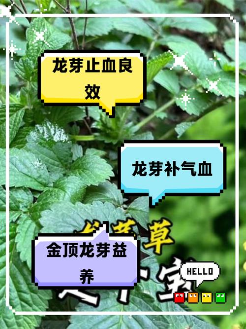 龙芽的功效与作用？龙芽草图片的功效与作用与禁忌？-第1张图片-优品飞百科