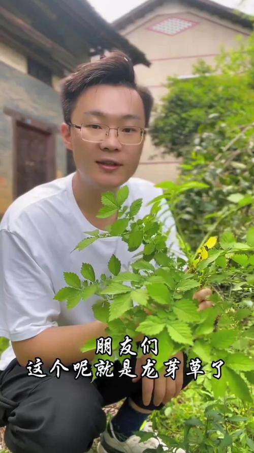 龙芽的功效与作用？龙芽草图片的功效与作用与禁忌？-第2张图片-优品飞百科