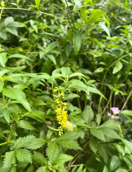 龙芽的功效与作用？龙芽草图片的功效与作用与禁忌？-第3张图片-优品飞百科