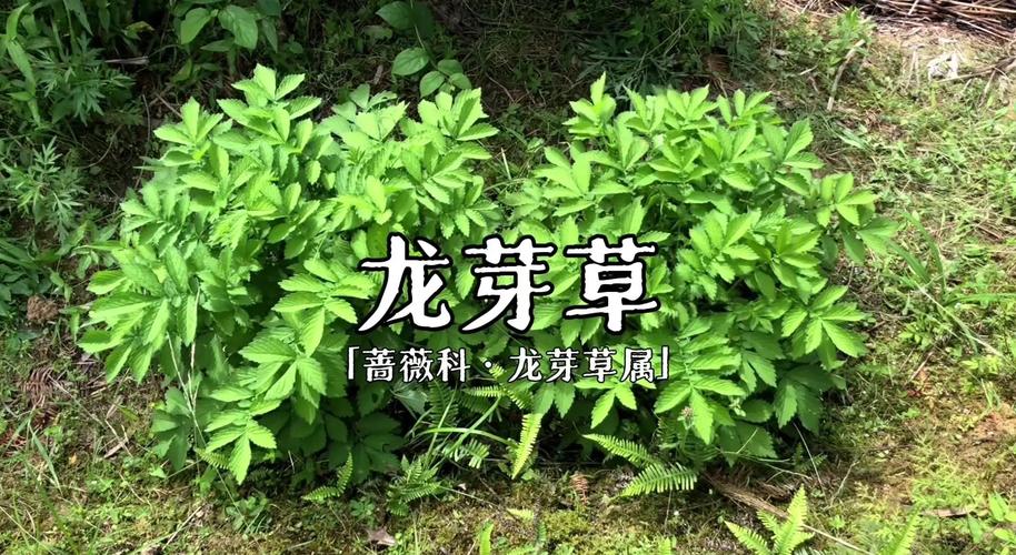 龙芽的功效与作用？龙芽草图片的功效与作用与禁忌？-第4张图片-优品飞百科