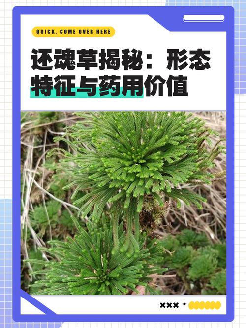 龙芽的功效与作用？龙芽草图片的功效与作用与禁忌？-第5张图片-优品飞百科