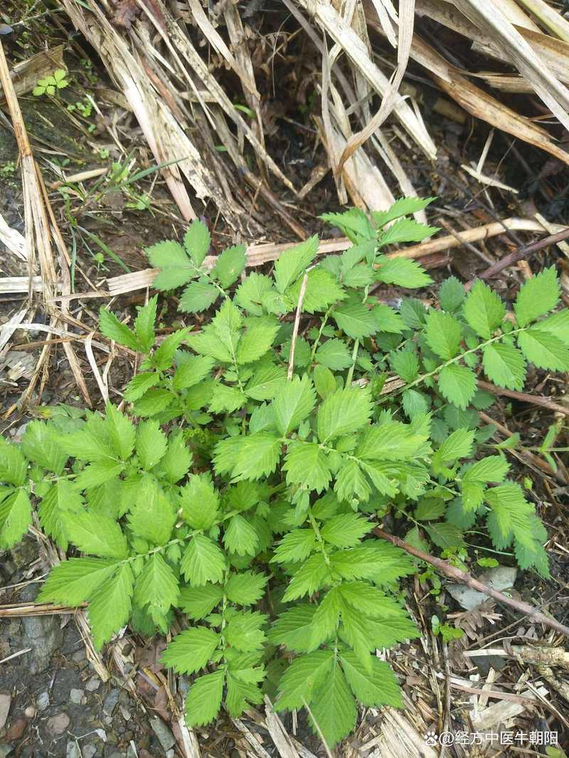 龙芽的功效与作用？龙芽草图片的功效与作用与禁忌？-第6张图片-优品飞百科