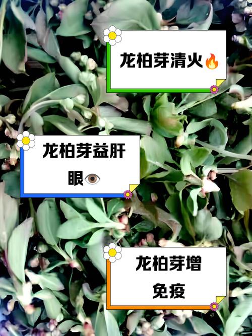 龙芽的功效与作用？龙芽草图片的功效与作用与禁忌？-第7张图片-优品飞百科