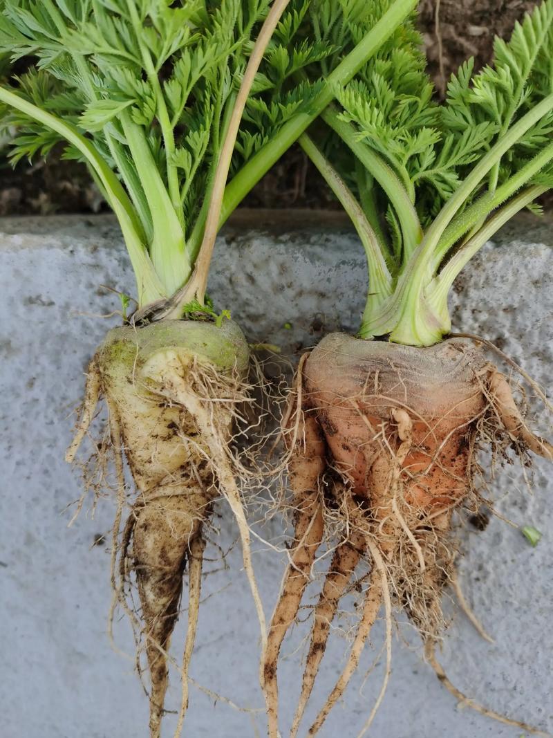 龙芽的功效与作用？龙芽草图片的功效与作用与禁忌？-第8张图片-优品飞百科